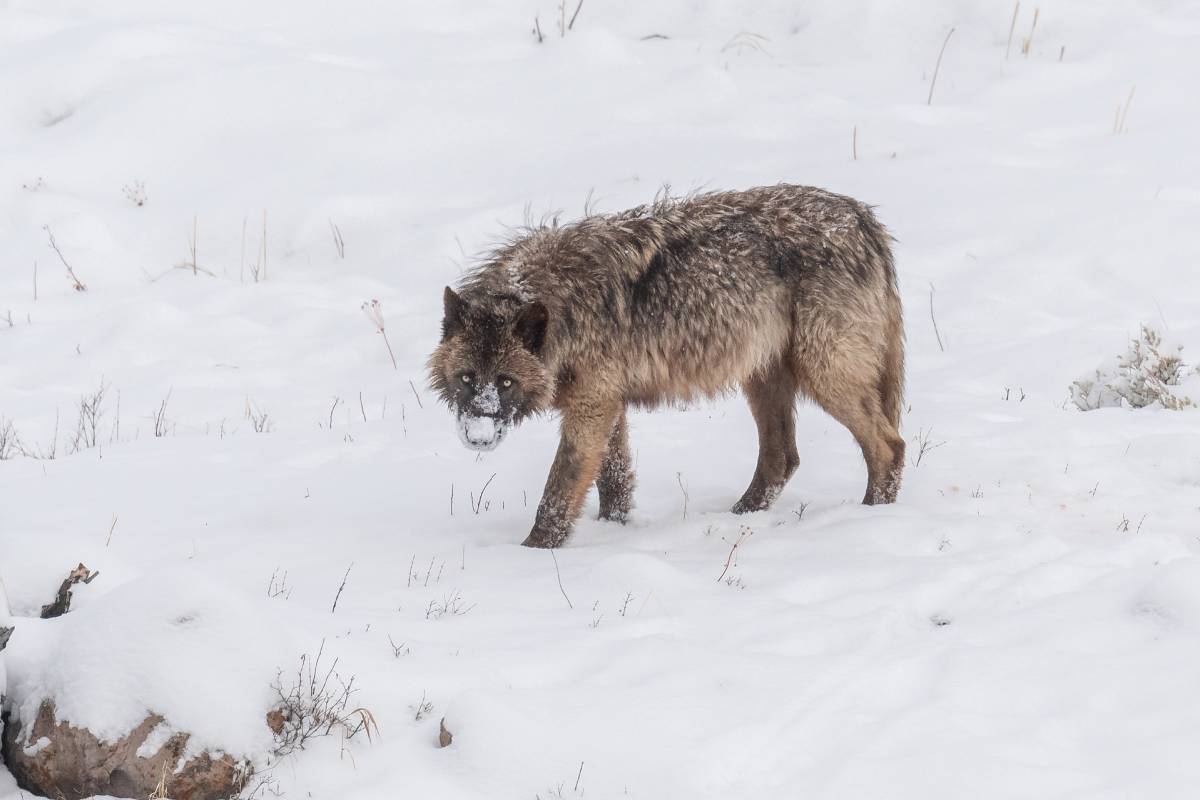 A member of the Wapiti Lake pack walks in Yellowstone. Image credit: Courtesy of Sarah Killingsworth