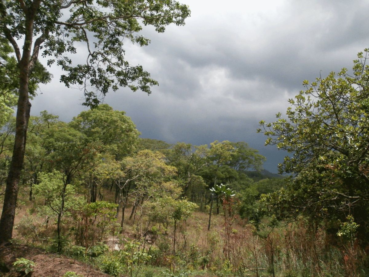 Southern Congolian Forest-Savanna | One Earth