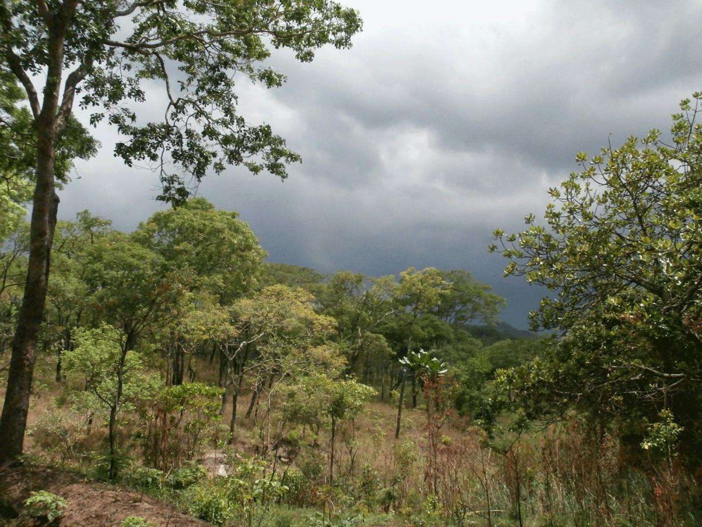 South Congolian Forest-Savannas & Coastal Scarp (AT13)