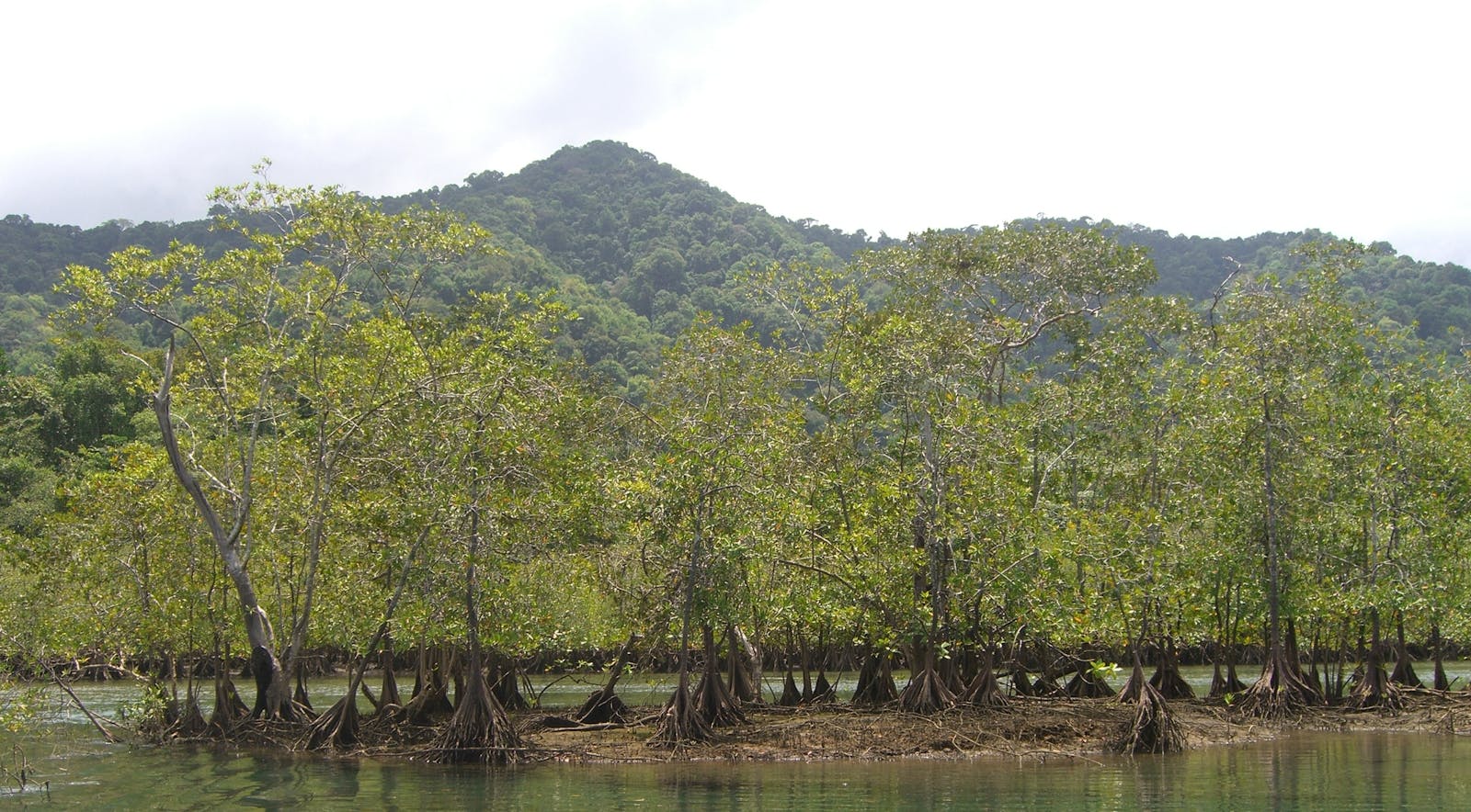 South American Pacific Mangroves