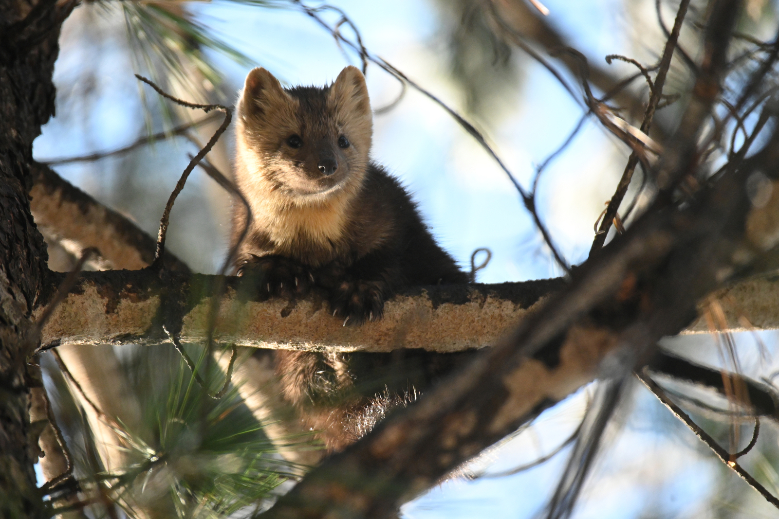 A sable sits on a tree branch in the taiga. Image Credit: © Vladimir Chebanov | Dreamstime.com.