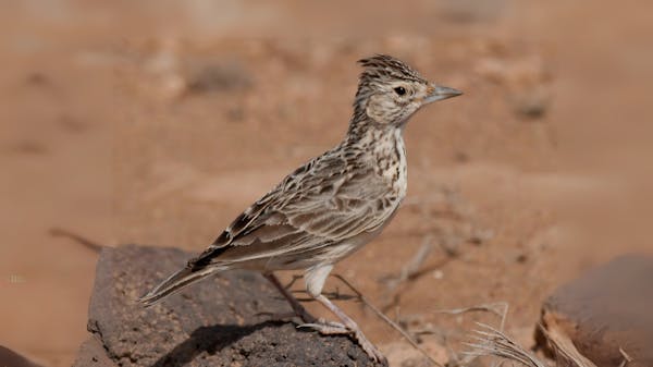 Meet the Raso lark: The critically endangered songbird of Cape Verde