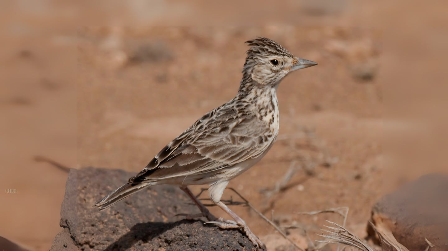 Meet the Raso lark: The critically endangered songbird of Cape Verde