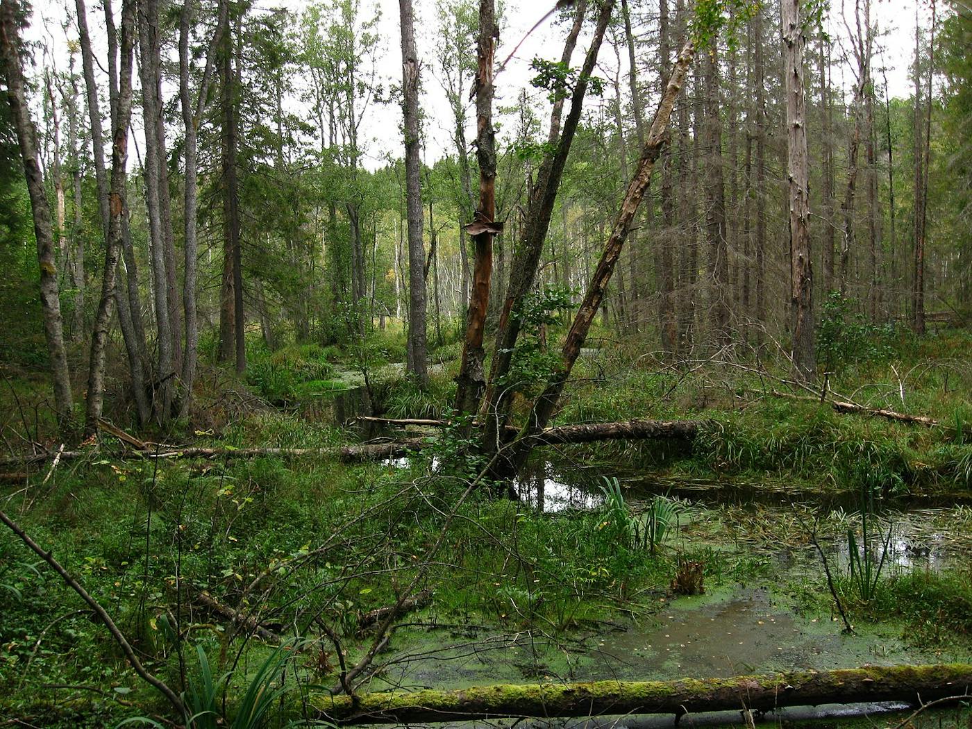 Baltic Sea & Sarmatic Mixed Forests (PA11)