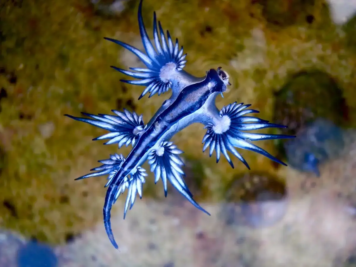 Blue_dragon-glaucus_atlanticus_(8599051974).webp
