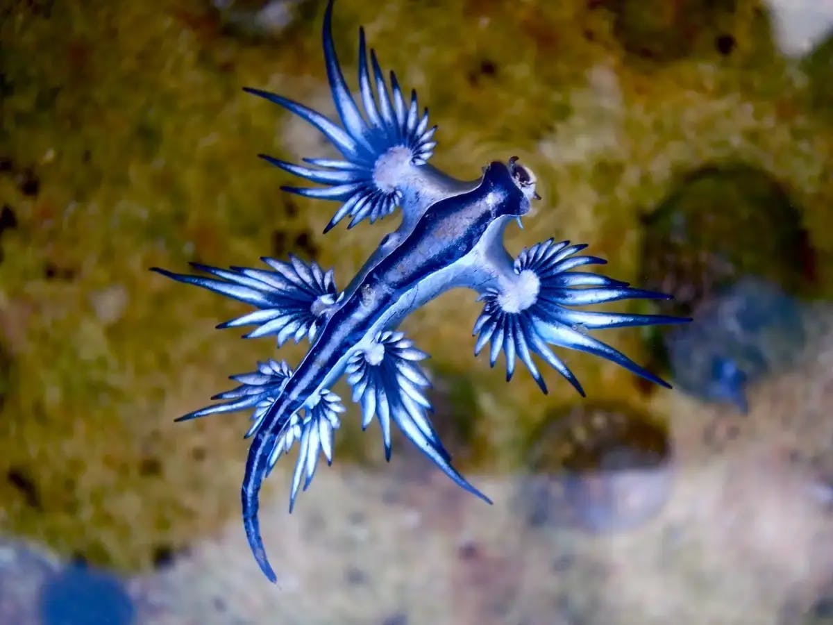 Blue dragons: stunning creatures of the sea with a sting
