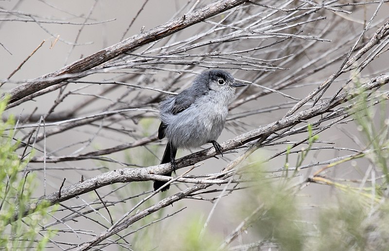 California gnatcatcher (Polioptila californica)