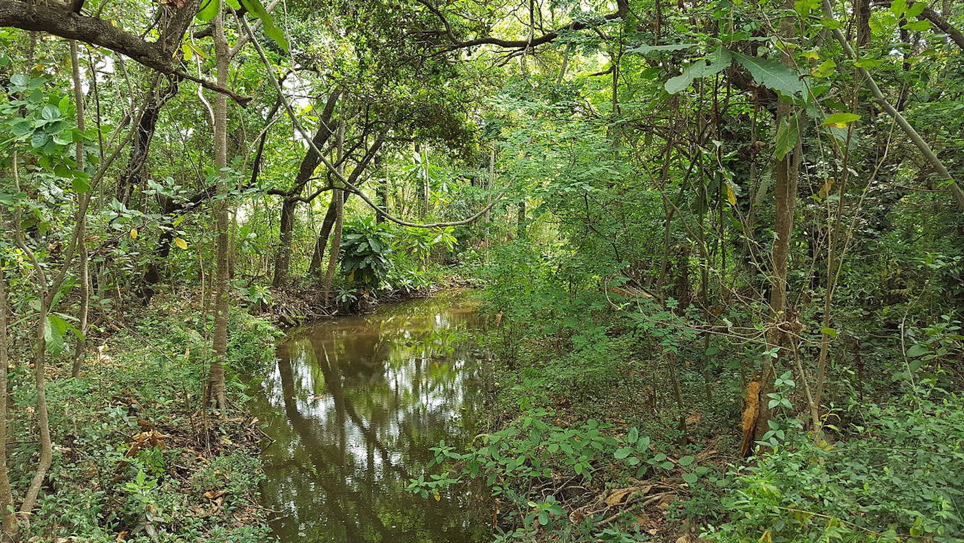 East African Coastal Forests (AT7)