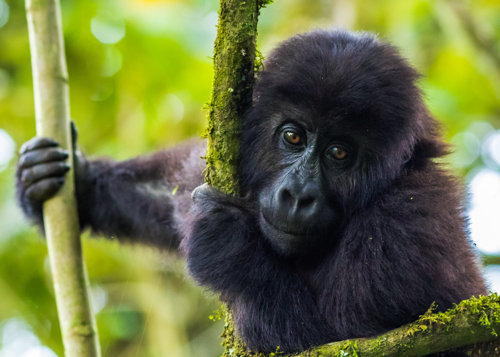 A young Grauer's gorilla (Gorilla beringei graueri) climbing and exploring in the trees in Kahuzi-Biega National Park, Democratic Republic of the Congo. Image Credit: Mike Davison, Flickr.