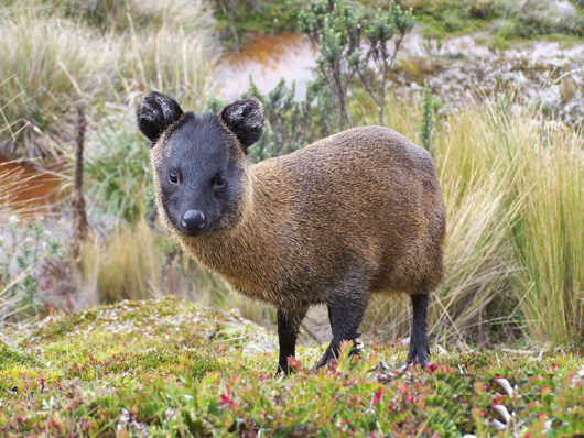 Northern pudú (Pudella mephistophiles)