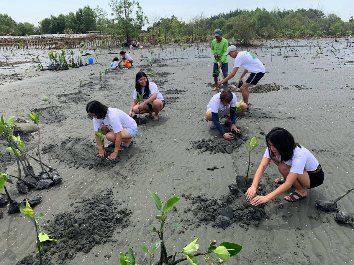 Sowing seeds of inspiration in the Philippines with mangrove reforestation