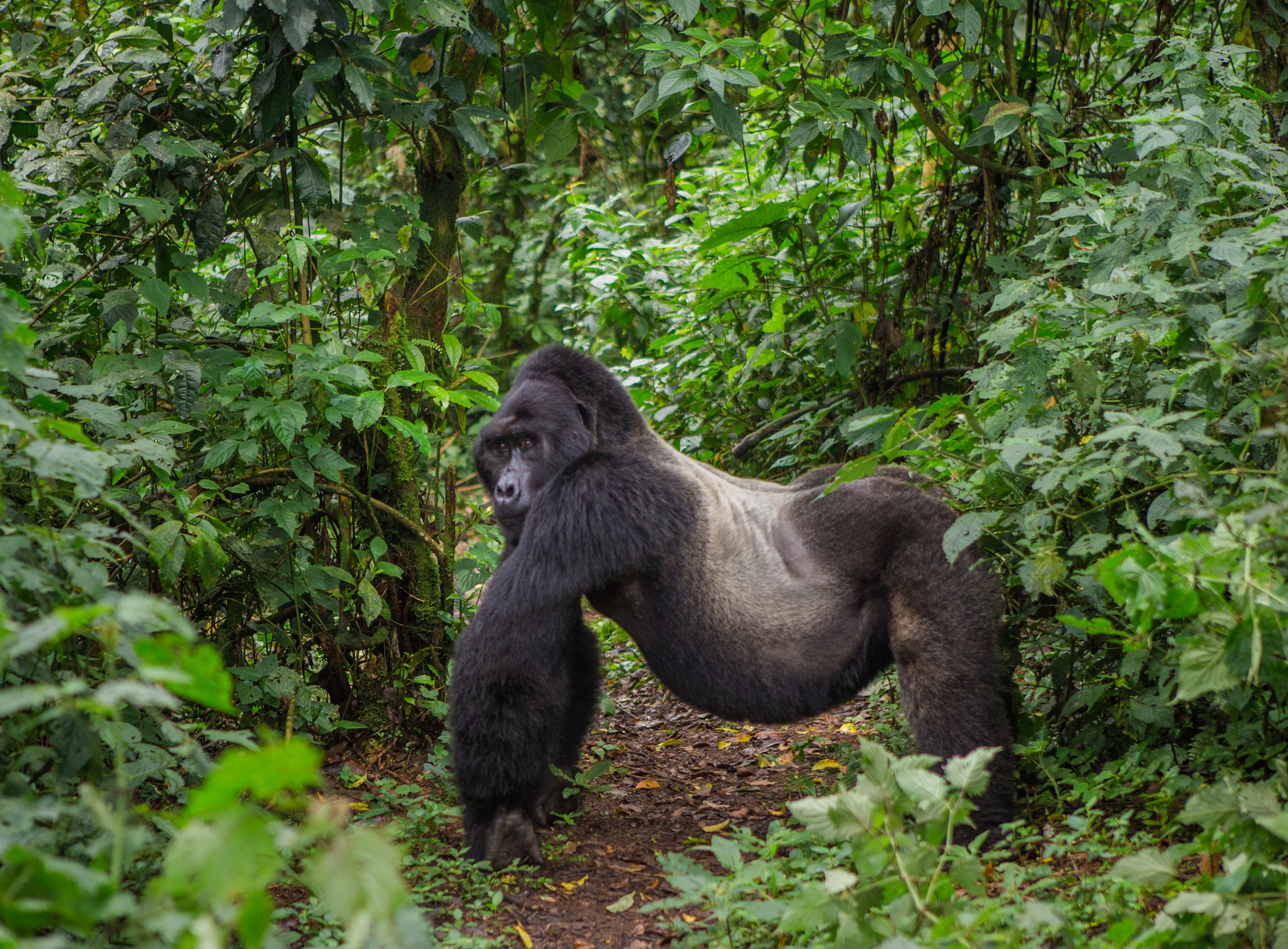 Dominant male mountain gorilla in Bwindi Impenetrable Forest National Park, Uganda. Image Credit:© Andrey Gudkov | Dreamstime.com.