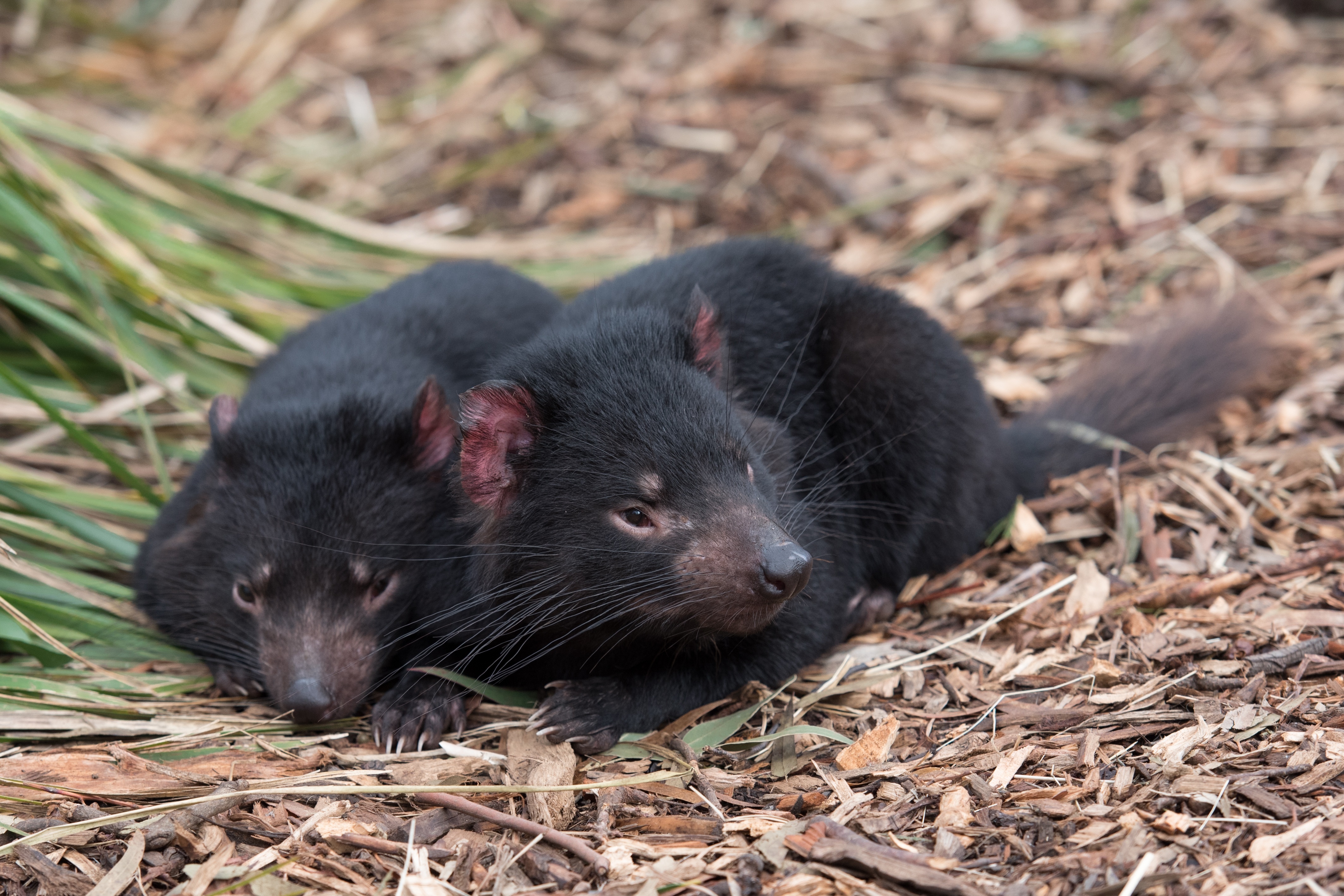 Tasmanian devils: fierce predators with the strongest bite per