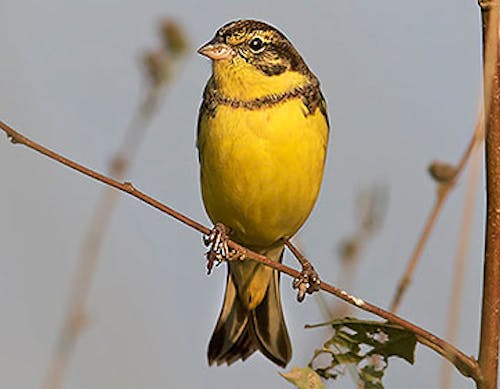 Yellow-breasted bunting