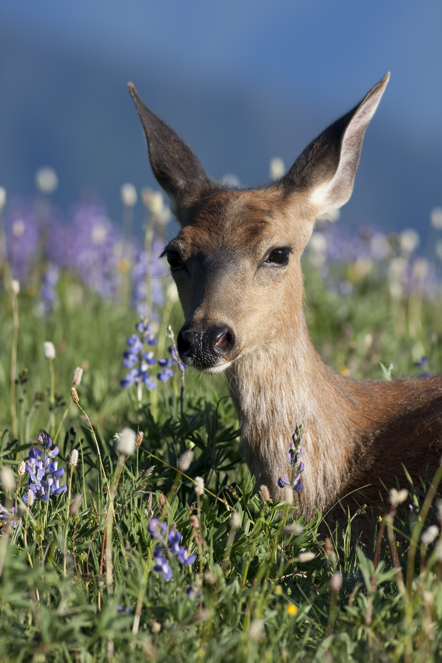 A black tailed deer resting in lupine and other spring flowers in Olympic National Park. Image Credit: © Rhummell, Dreamstime. A black tailed deer resting in lupine and other spring flowers in Olympic National Park. Image Credit: © Rhummell, Dreamstime.