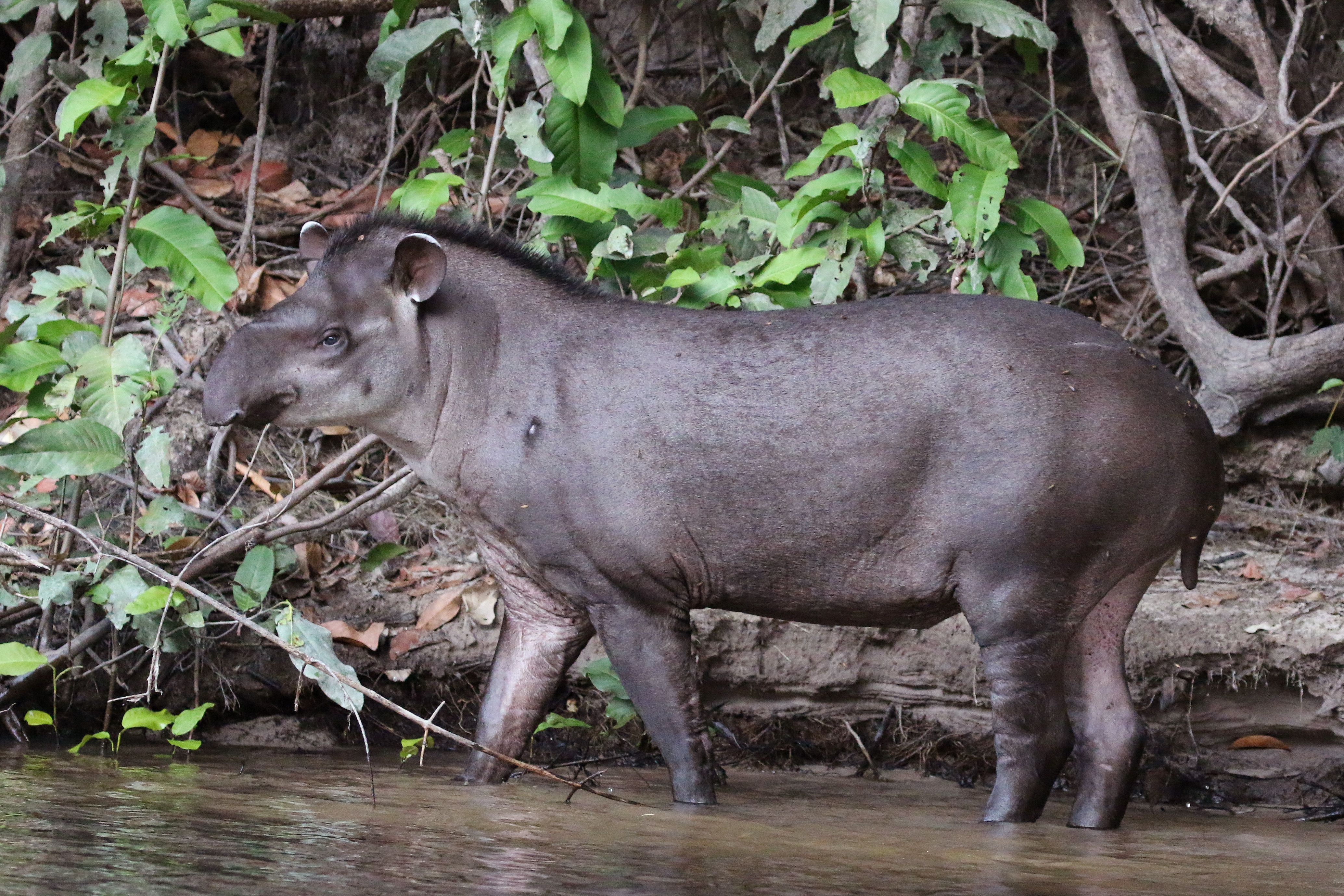 Бегемот парнокопытное или непарнокопытное. Южноамериканский тапир. Tapirus terrestris. Tapirus kabomani. Тапир в Южной Америке.