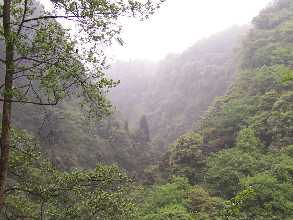 Sichuan Basin & Central Mountain Forests (PA51)