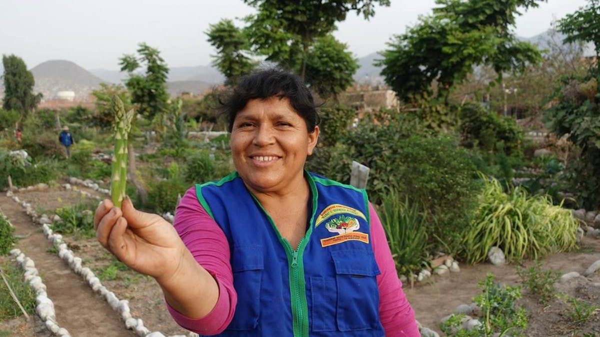 Lima combate al cambio climático a través de la agricultura urbana