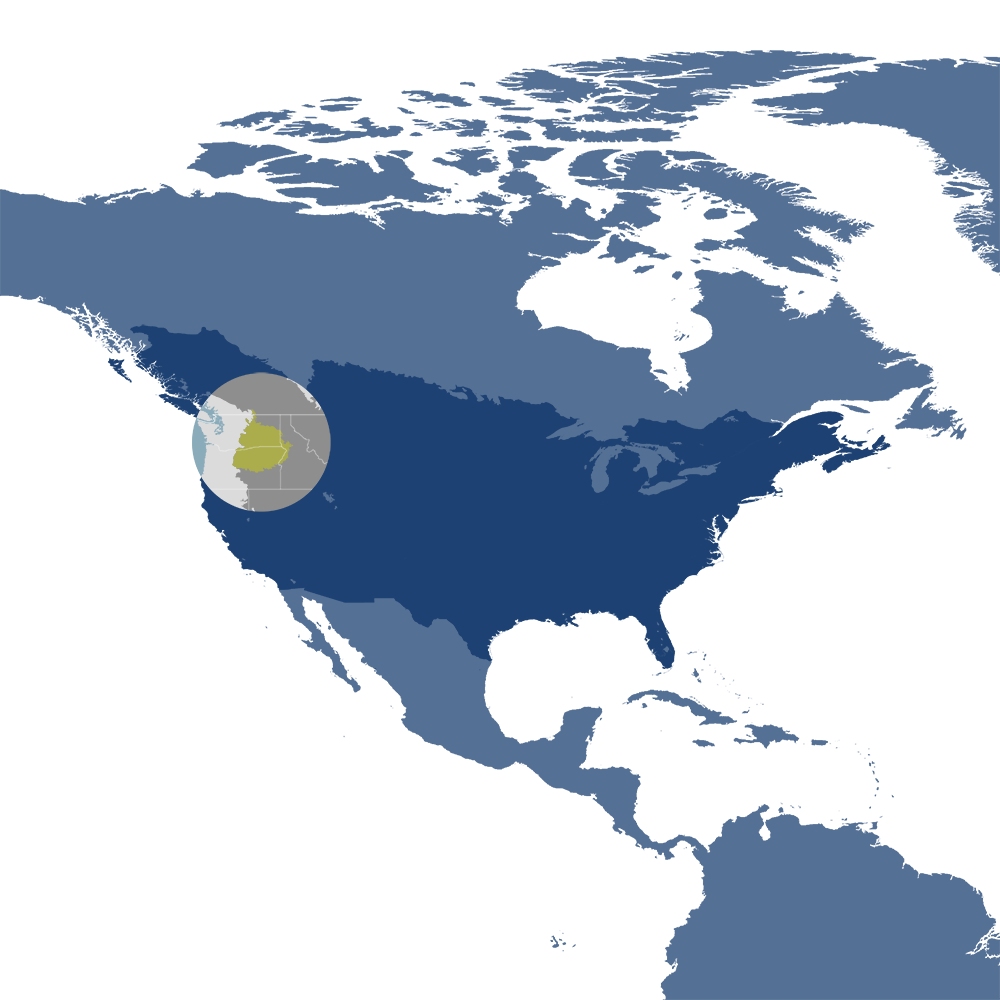 American black bears are the iconic species of the Columbia Plateau & Blue Mountains bioregion (NA17), located in the American West subrealm of Northern America. American black bears are the iconic species of the Columbia Plateau & Blue Mountains bioregion (NA17), located in the American West subrealm of Northern America.