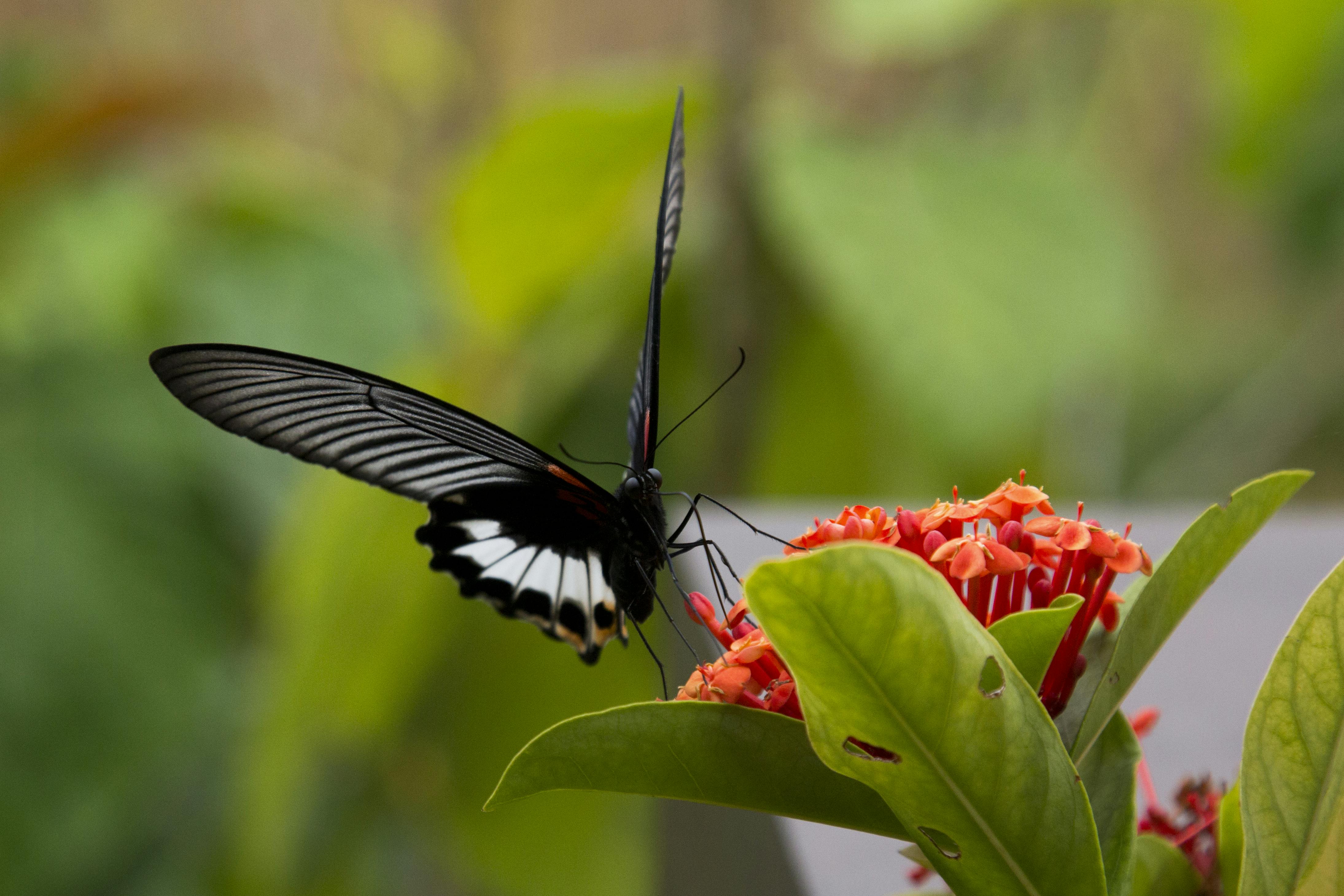 Butterfly with flower in Mai Chau, Vietnam. Creative Commons, G. Macfadyen, 2016
