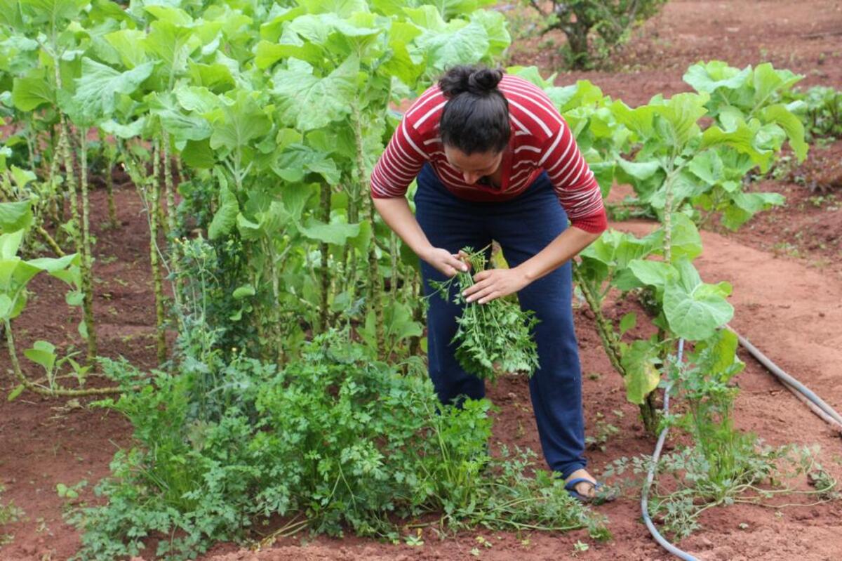 How a booklet transformed women’s agroecological production in Brazil ...
