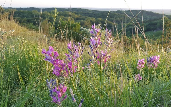 Candle larkspur (Delphinium elatum) wildflowers in the Loess Hills. Image Credit: Billy BlueJay, Wiki Commons.