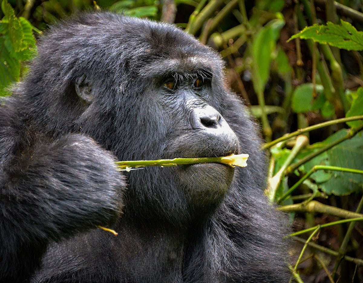 GameStop gains are used to adopt 3,500 endangered gorillas