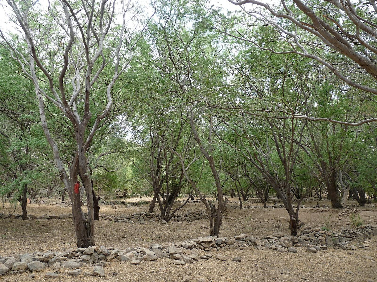 Cape Verde Islands Dry Forests
