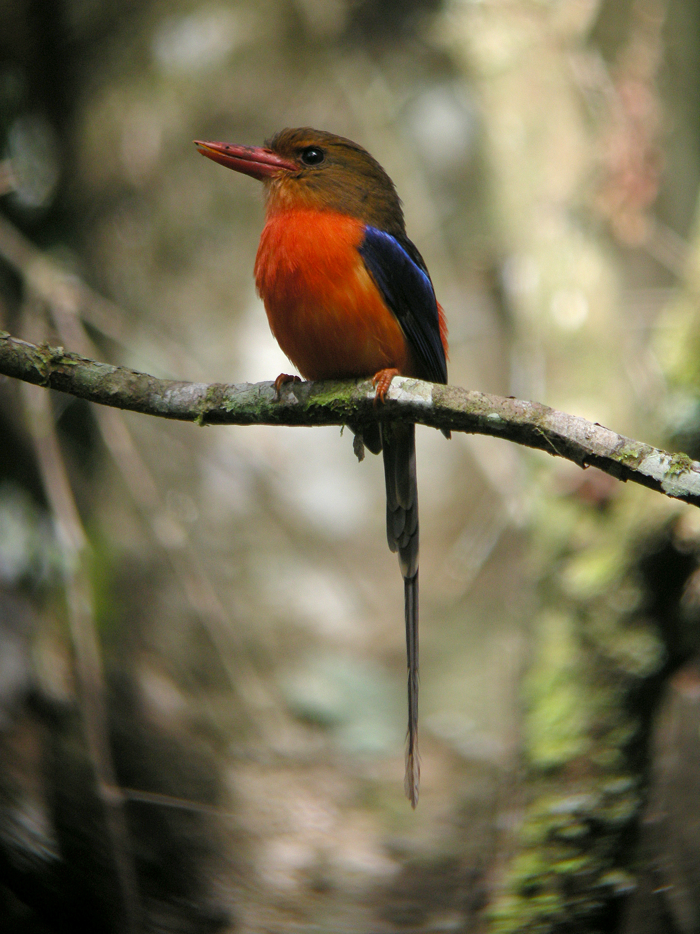 Brown-headed Paradise Kingfisher. Image credit: Wikipedia, Markaharper1 (CC by 2.0 SA)