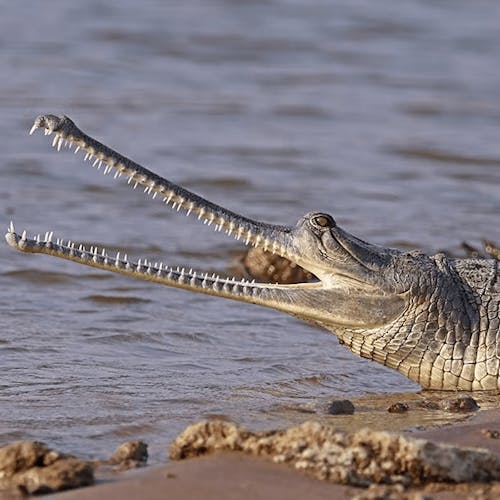 Gharial crocodile