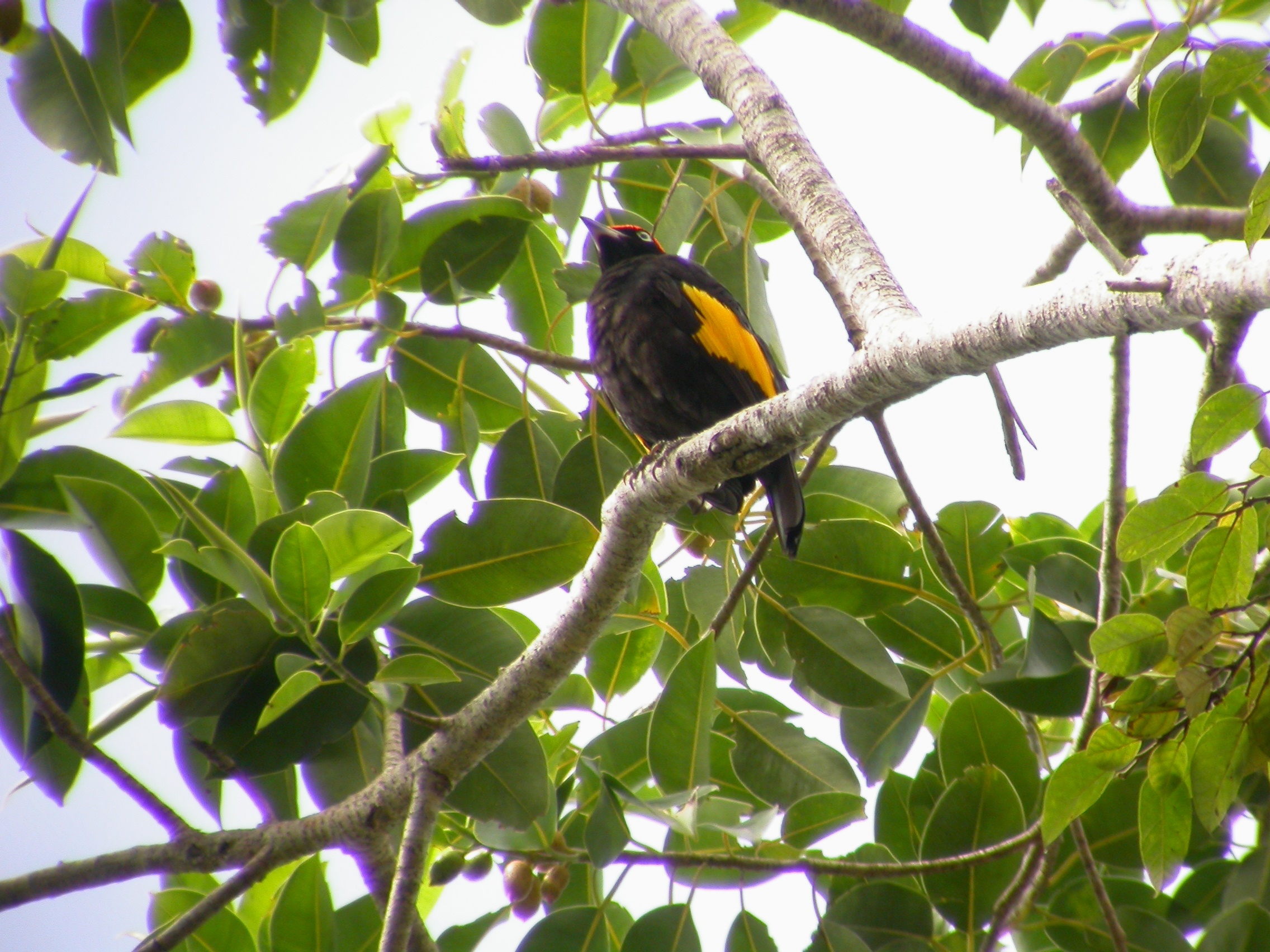 Fire-maned Bowerbird. Image credit: Biopedia (CC by 2.0)