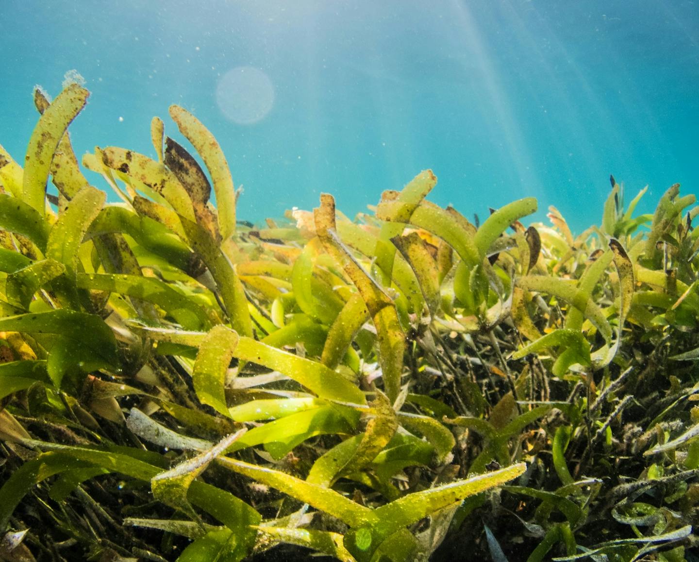 A new app puts seagrass mapping in the hands of ocean lovers