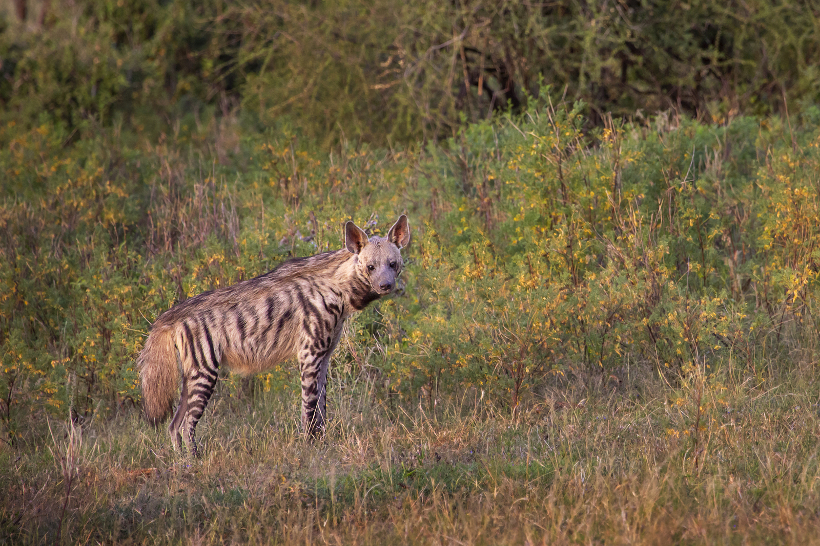 Striped hyena in Samburu, Kenya, Africa. Image Credit: © Turfantastik, Dreamstime. Striped hyena in Samburu, Kenya, Africa. Image Credit: © Turfantastik, Dreamstime.