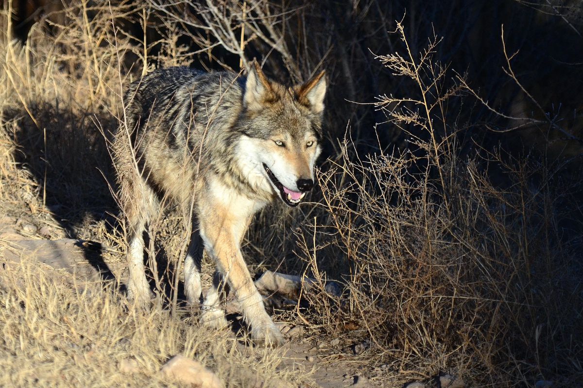 chihuahuan desert animals