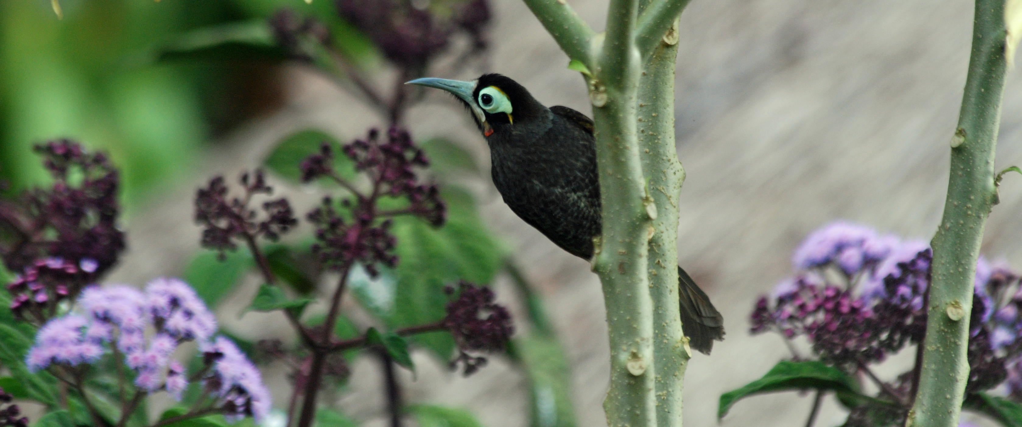 Yellow-browed Melidectes. Image credit: Wikipedia, Nigel Voaden (CC by 2.0 SA)