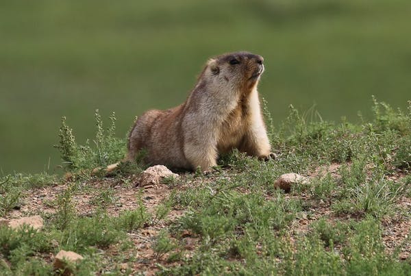 Meet the Mongolian marmot: Keystone species of the steppe grasslands