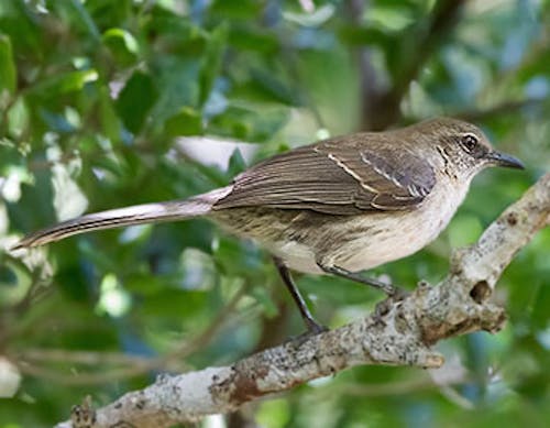Socorro mockingbird