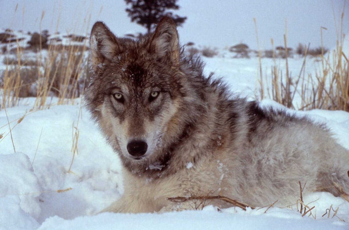 Wolves are scrambling to survive in the United States
