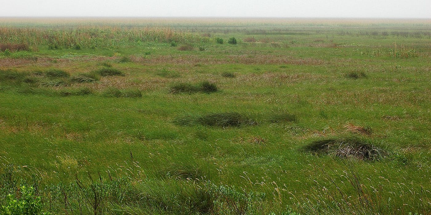 Western Gulf Coastal Grasslands (NA27)