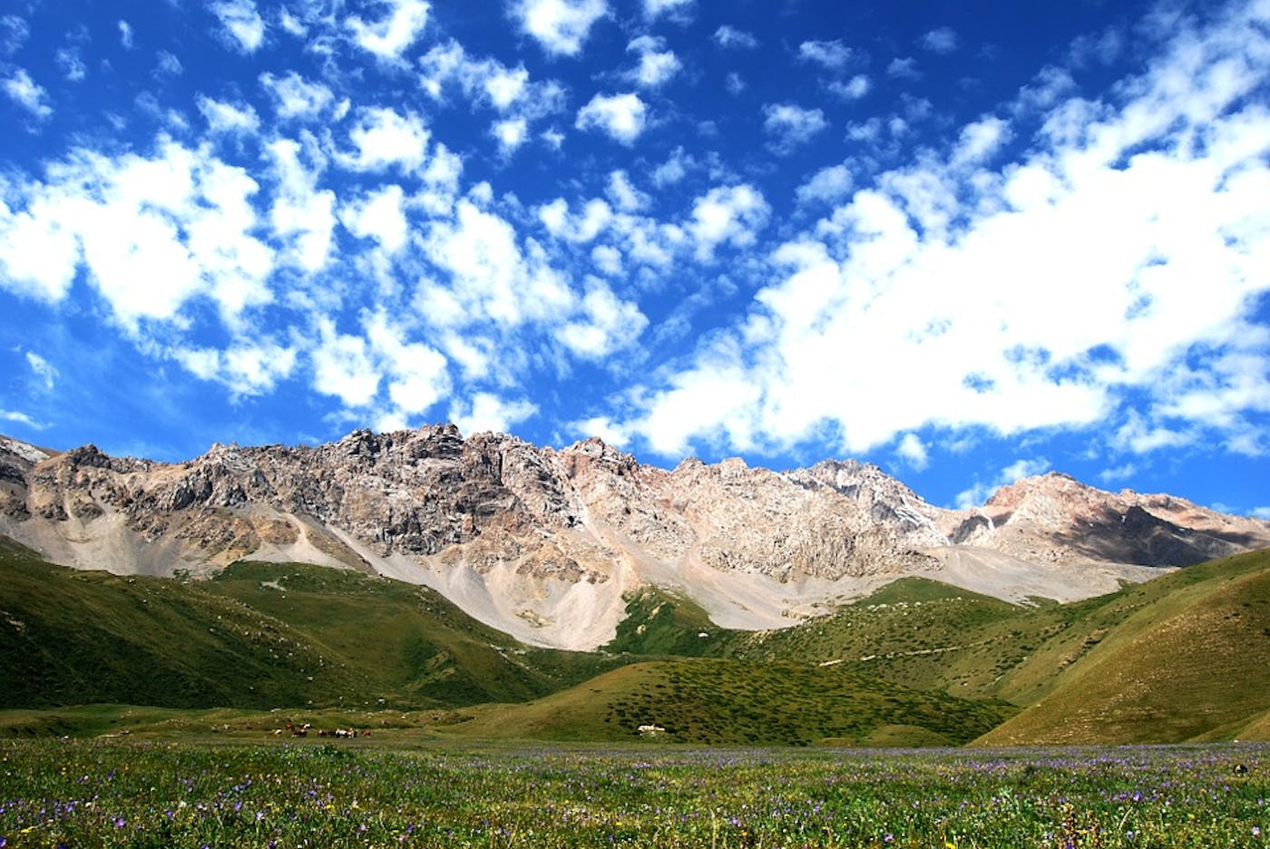 Tian Shan-Pamir Grasslands, Mountain Steppe & Conifer Forests (PA31)