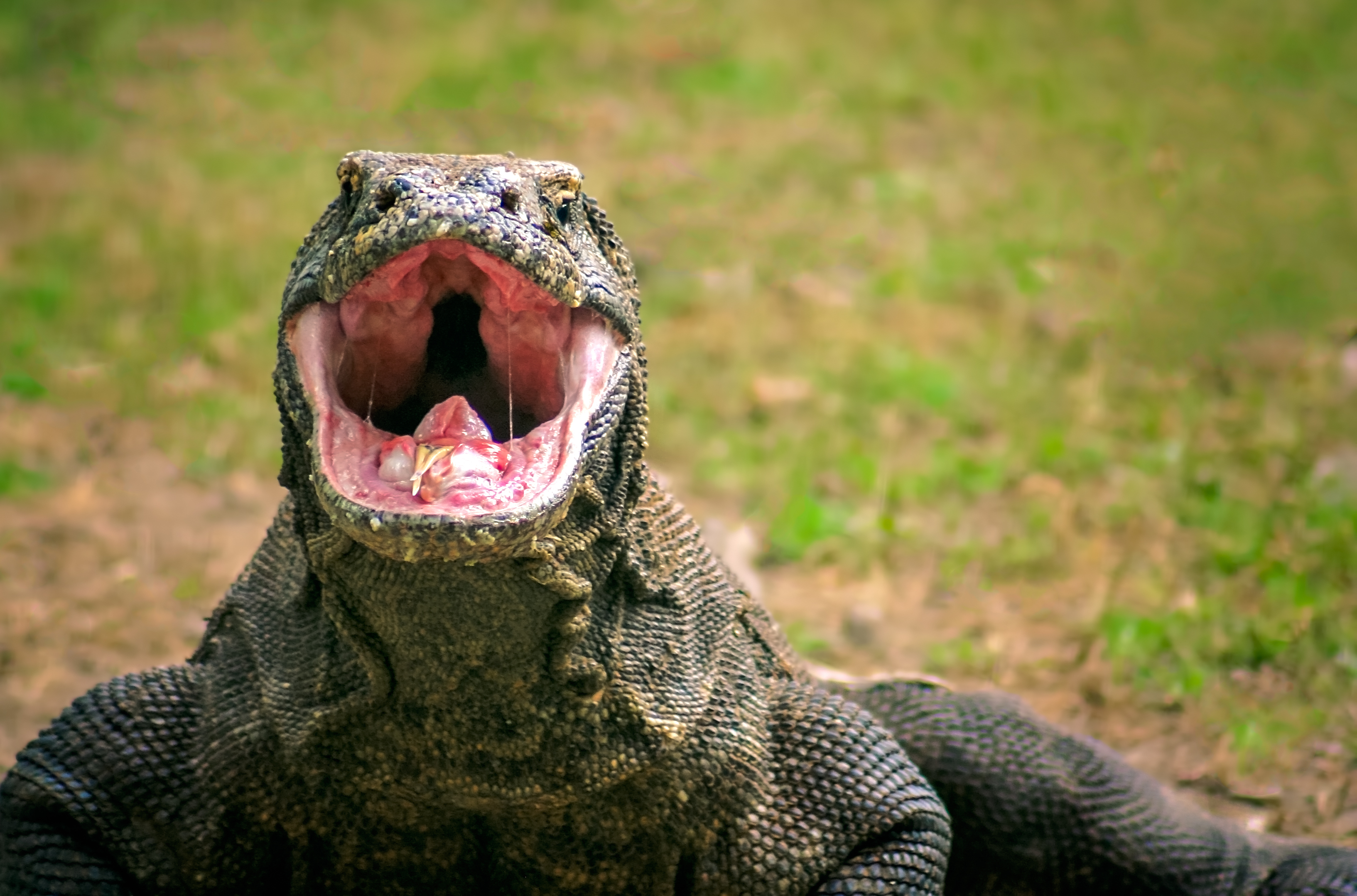 can a human recover from comodo dragon bite