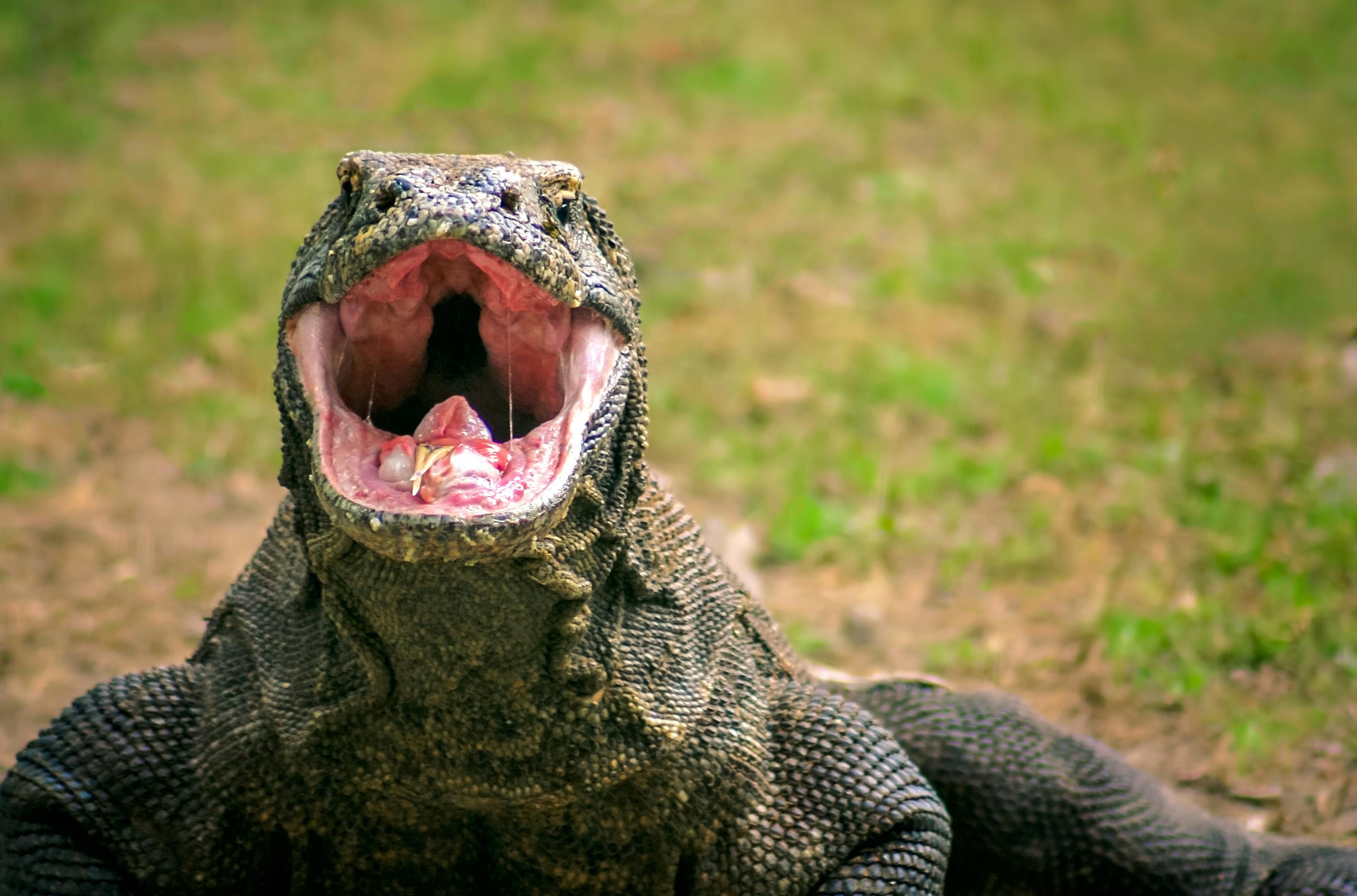 Species of the Week: Komodo dragon | One Earth