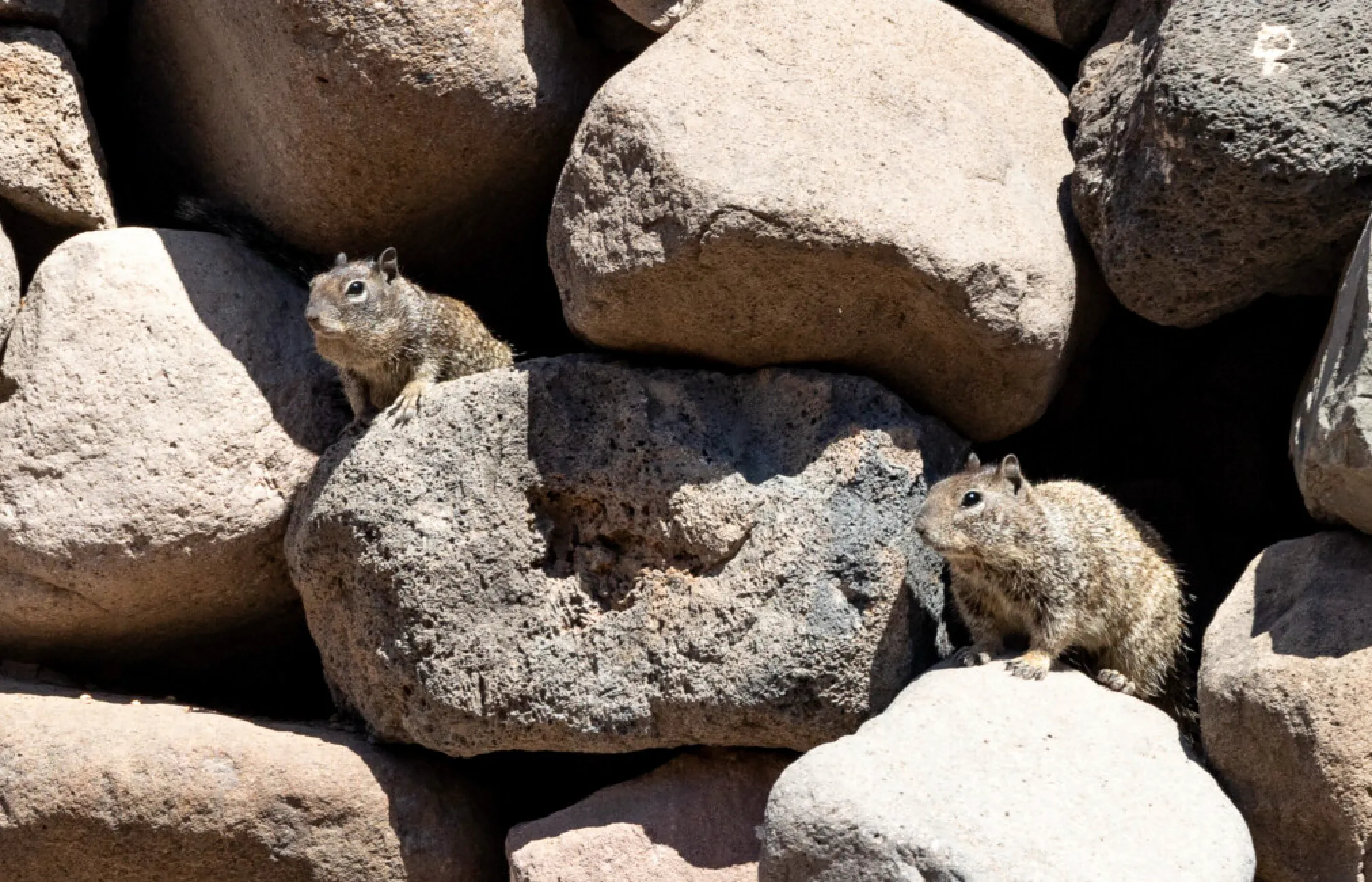 Baja California rock squirrel. Image Credit: MammalWatching.com. Baja California rock squirrel. Image Credit: MammalWatching.com.
