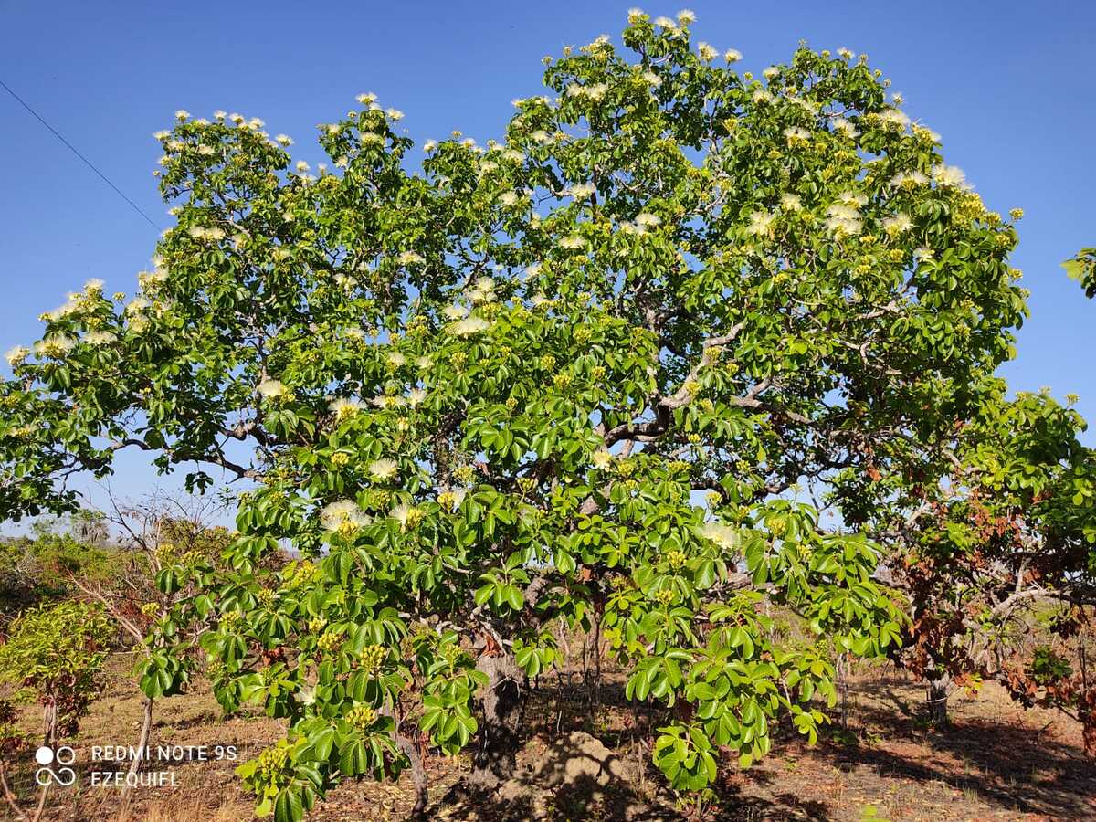 The tree tops are preserved after controlled burnings in the Brazilian Cerrado, which aim to contain large wildfires. Image credit: Courtesy of Pedro Paulo Xerente