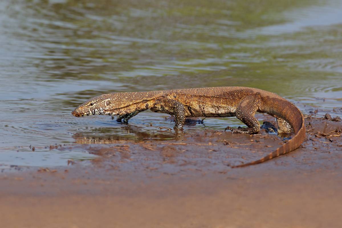 Nile monitor (Varanus niloticus) walking in shallow water, South Africa. Image credit: ©Ecophoto | Dreamstime