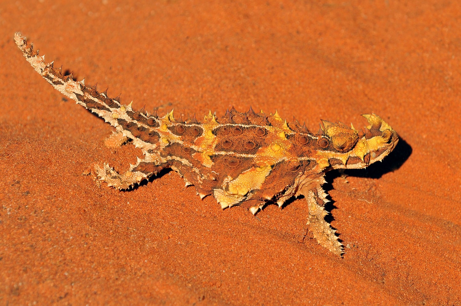 The thorny devil or thorny dragon (Moloch horridus). The thorny devil or thorny dragon (Moloch horridus) is an Australian lizard, also known as the mountain devil, the thorny lizard, or the moloch.