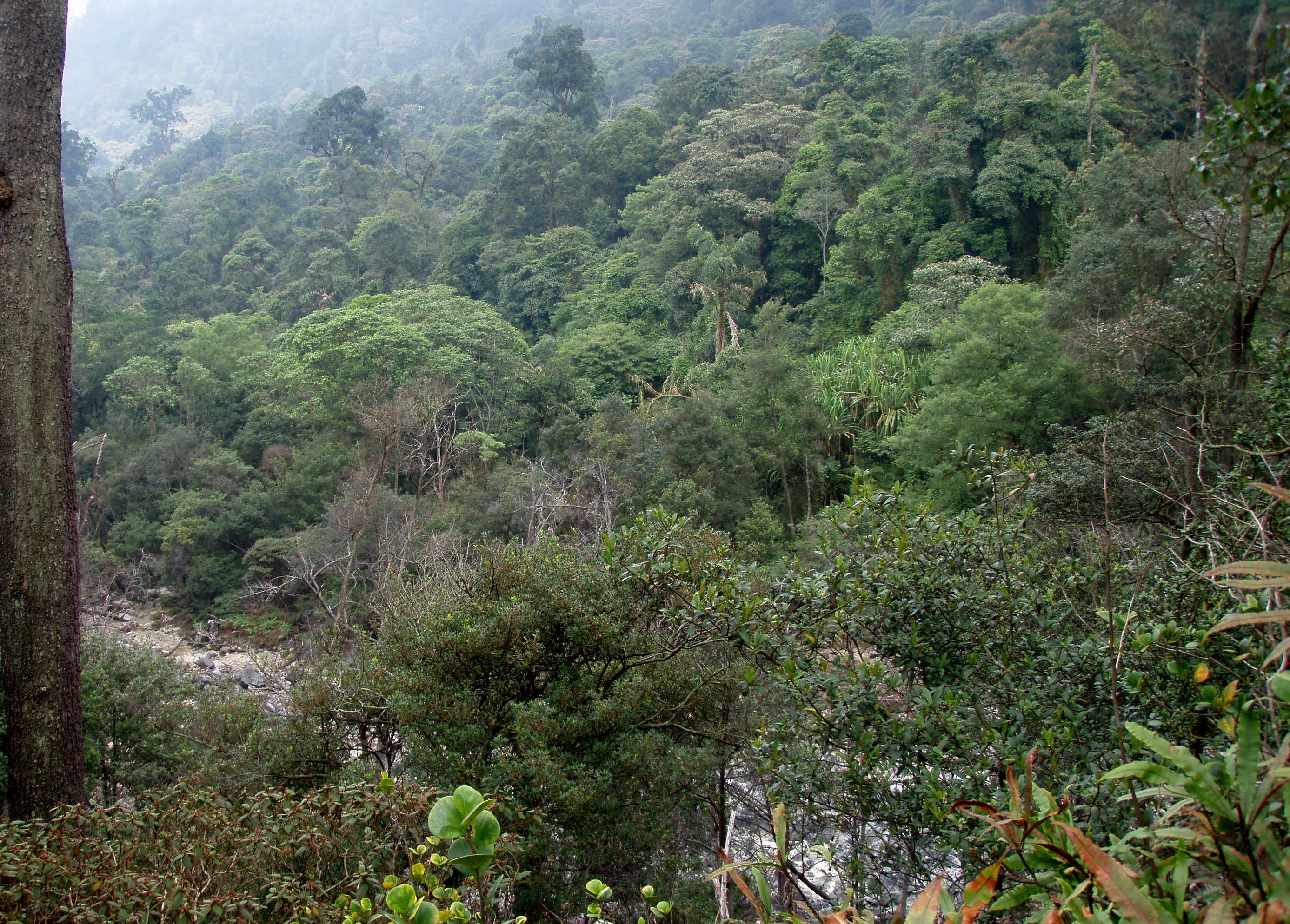 Javan Bali Tropical Rainforests Im17 One Earth