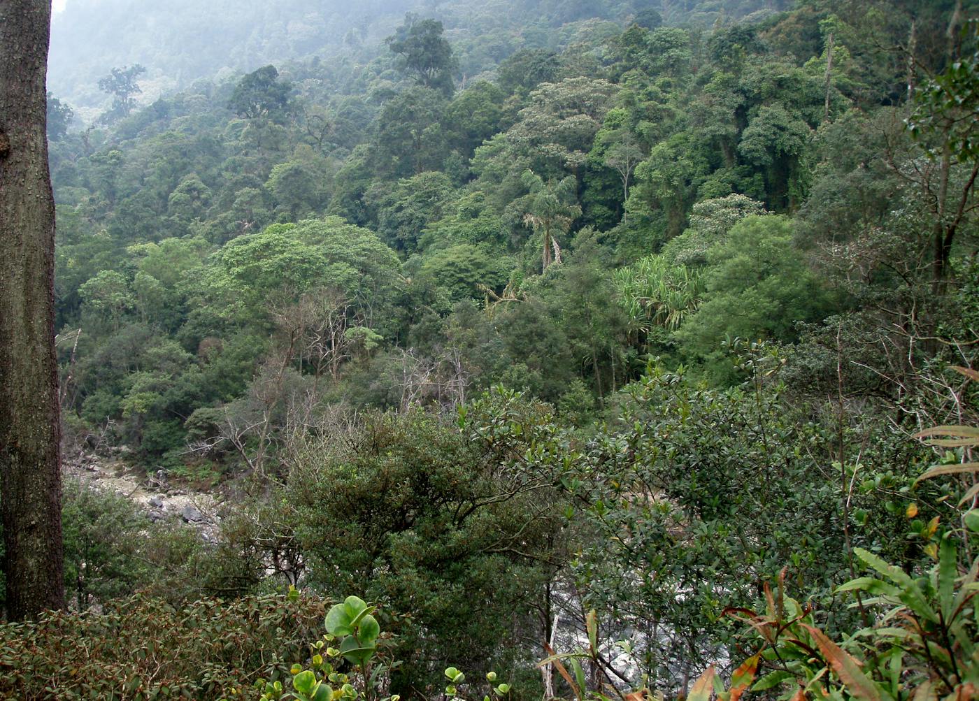 Javan-Bali Tropical Rainforests (IM17)