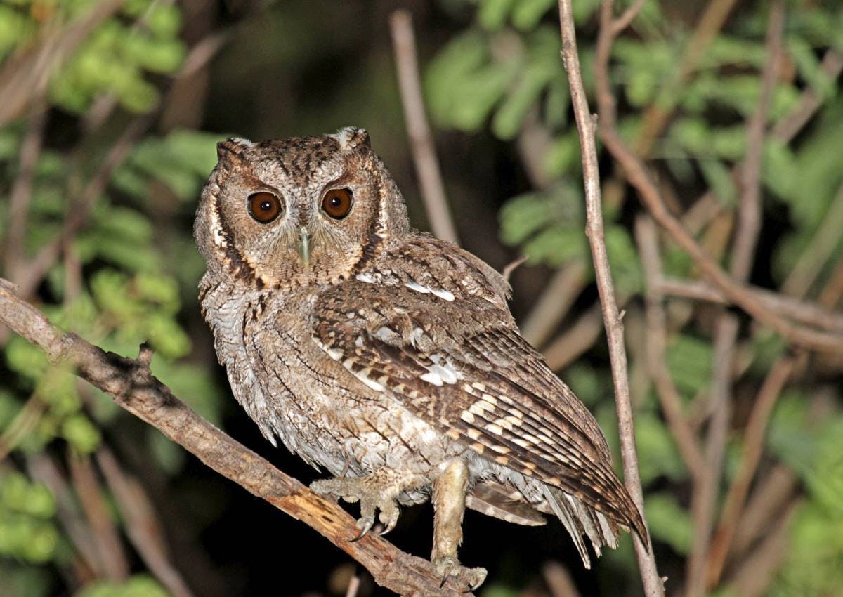 Balsas screech owls: rare predators with a fierce, haunting sound