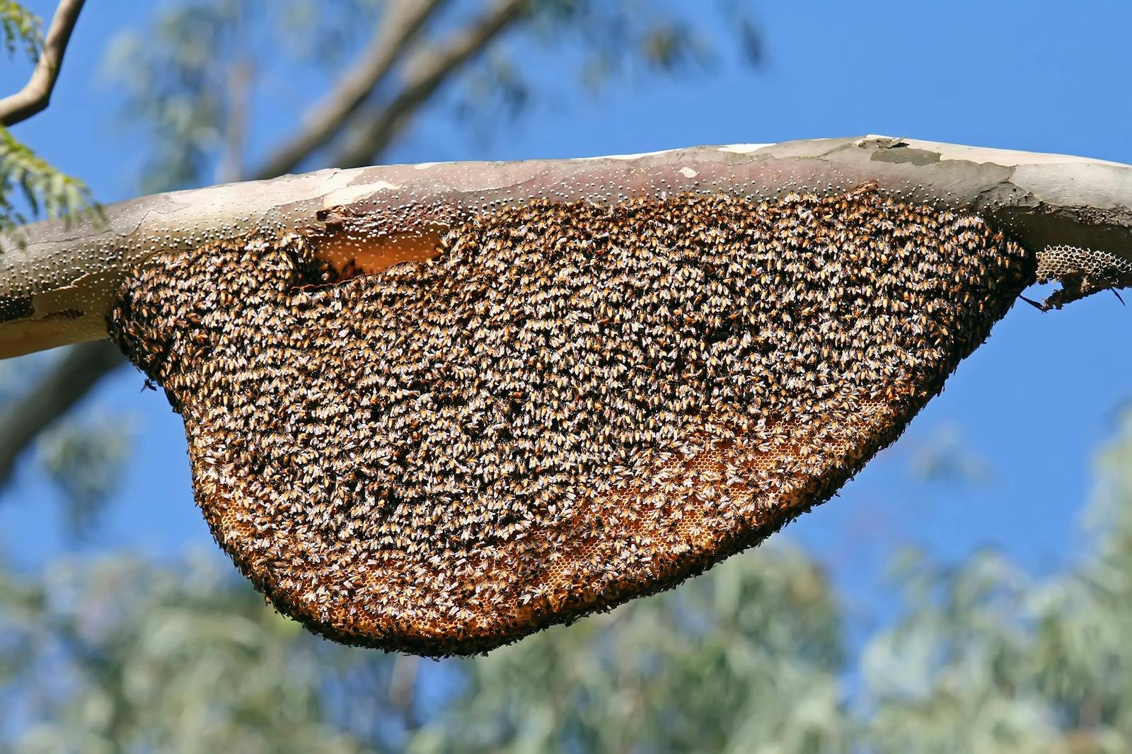 A colony of Apis dorsata or the rock bee, a native honey bee found in India. Bees are important pollinators that ensure food security and sustaining biodiversity.